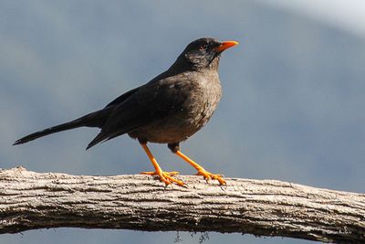 Merle géant - Great Thrush