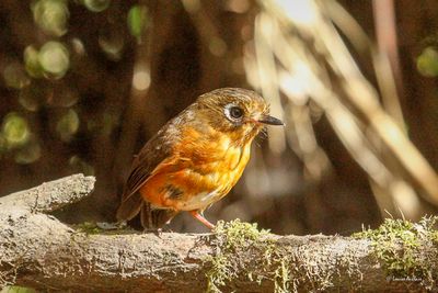 Grallaire de Leymebamba - Leymebamba Antpitta