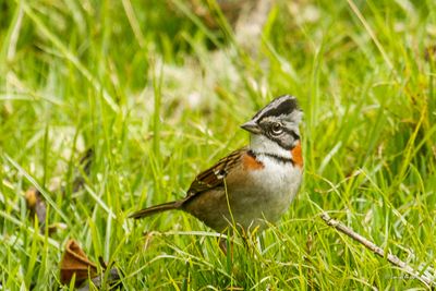 Bruant chingolo - Rufous-collared Sparrow