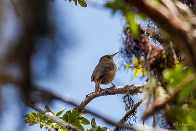 Troglodyte austral - Southern house Wren