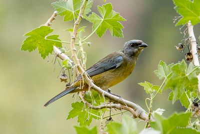 Tangara fourchue femelle- Blue-and-Yellow Tanager