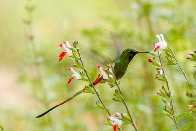 Porte-traîne lesbie - Black-tailed Trainbearer