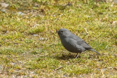 Haplospize gris-de- plomb - Plumbeous Sierra Finch