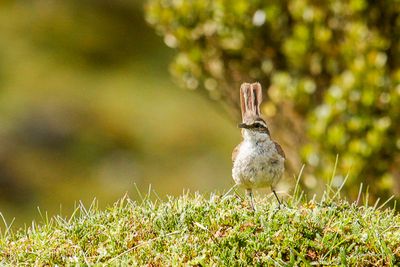 Cinclode à miroir blanc - Cream-winged Cinclodes