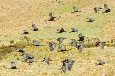 Ibis de Ridgway - Puna Ibis