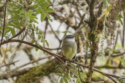 Tyranneau à gorge blanche - White-throated Tyrannulet