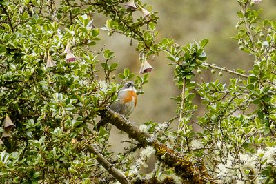 Tangara césar - Breasted Mountain Finch