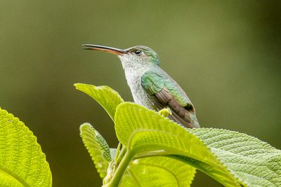 Ariane du Pérou - Green-and-white Hummingbird