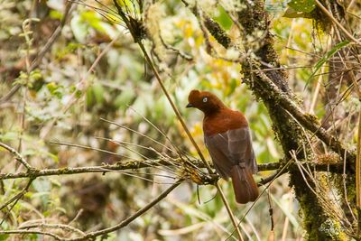 Coq-de-roche Péruvien femelle - Andean Cock-of-the-rock
