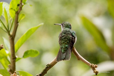 Ariane du Pérou - Green-and-white Hummingbird
