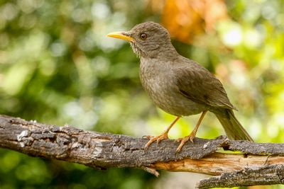 Merle chinguanco - Chiguanco Thrush