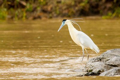 Héron coiffé- Capped Heron