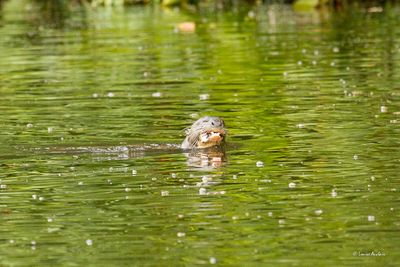 Loutre géante, pas un air sympatique