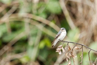 Hirondelle à ailes blanches - White-winged Swallow