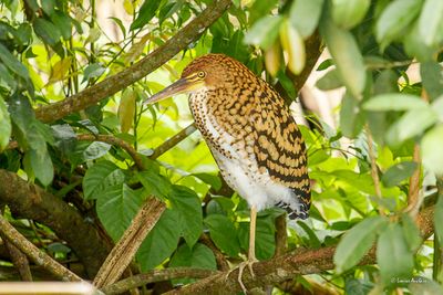 Onoré rayé - Rufescent Tiger-Heron