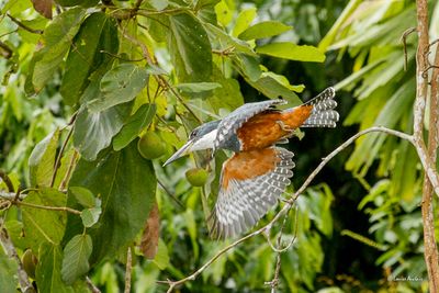Martin-pêcheur à ventre roux - Ringed Kingfisher