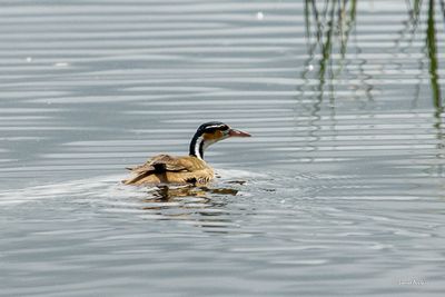 Grébifoulque d’Amérique - Sungrebe
