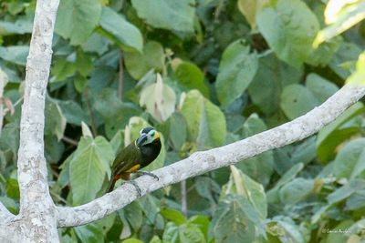 Toucanet de Reinwardt - Golden-collared Toucanet