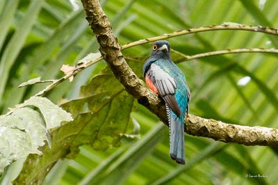 Trogon couroucou - Blue-crowned Trogo