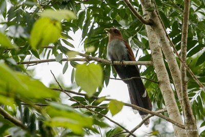 Piaye écureuil - Common Squirrel-Cuckoo
