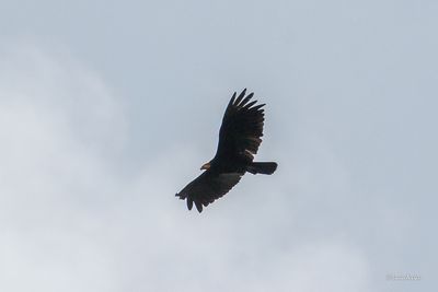 Grand urubu - Greater Yellow-headed Vulture