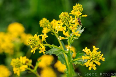 Mustard seed plant / Mosterdzaad