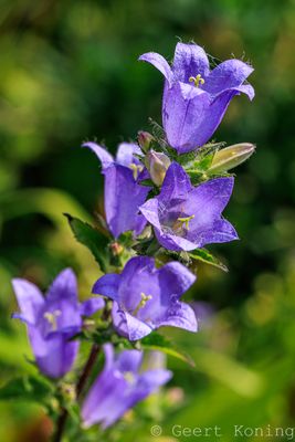 Bellflower family/Klokjesfamilie