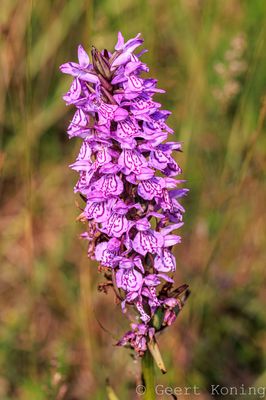 Orchids/Orchidee