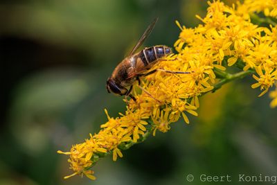 Insects/Insects