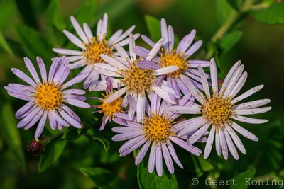 Flowers-other