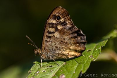 Nymphalidae-Satyrinae/Zandoogjes