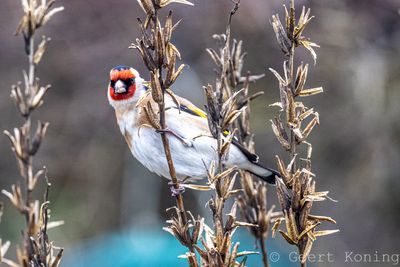 Finch/Vink