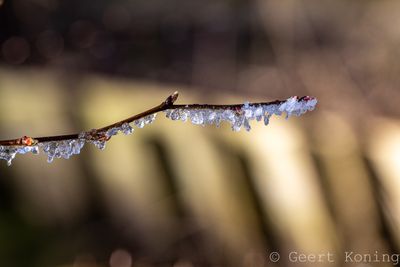 Frost/Vorst