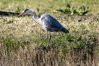 Herons/Reigers