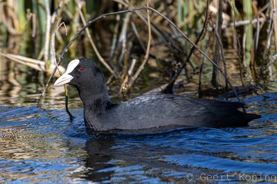 Coots/Koeten