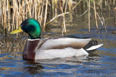 Ducks-Geese-Swans/Eendachtigen