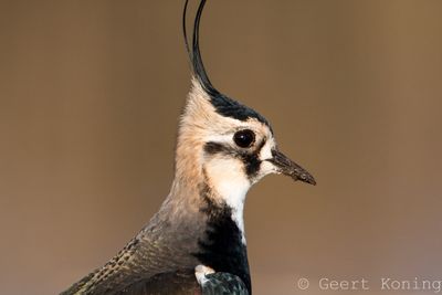 Shorebirds/Steltlopers