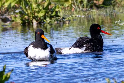 Shorebirds/Steltlopers