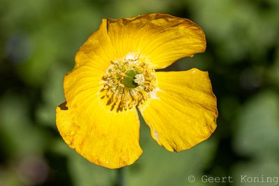 Poppy/Klaproos