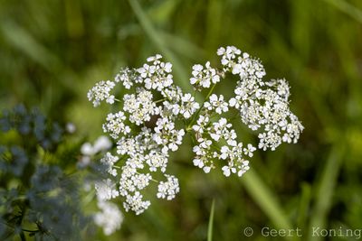 Flowers-other