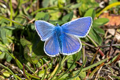 Lycaenidae/Blauwtjes
