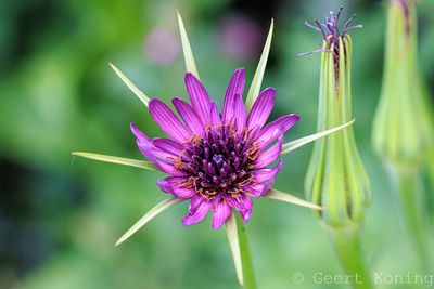 Salsify/Morgenster