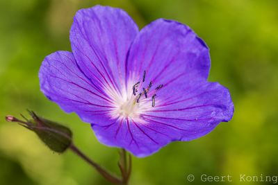 Geranium/Geranium