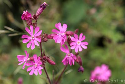 Pink family /Anjerfamilie