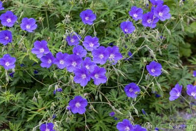 Geranium/Geranium