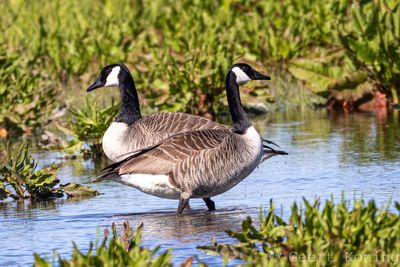 Ducks-Geese-Swans/Eendachtigen
