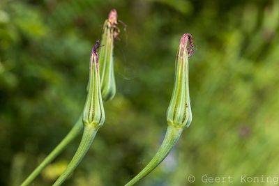 Salsify/Morgenster