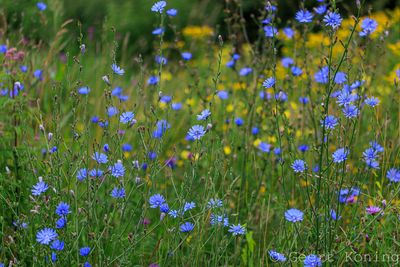 Chicory/Cichorei