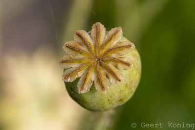 072A5298-2.JPG