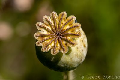 072A5249-2.JPG